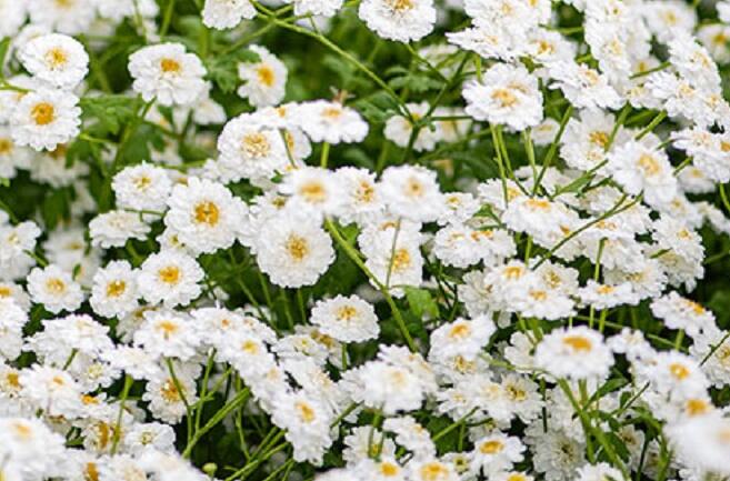 Kopretina (Řimbaba) parthenium 'Tetra White' - Chrysanthemum parthenium 'Tetra White'