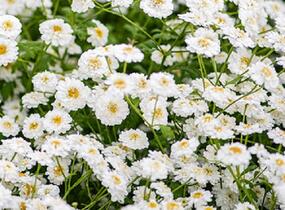 Řimbaba obecná 'Tetra White' - Chrysanthemum parthenium 'Tetra White'