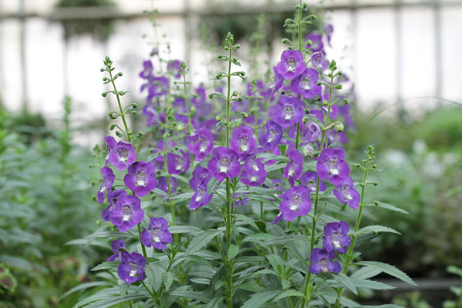 Angelonie 'Adessa Blue' - Angelonia gardneri 'Adessa Blue'