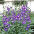 Angelonie 'Adessa Blue' - Angelonia gardneri 'Adessa Blue'