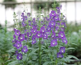 Angelonie 'Adessa Blue'
