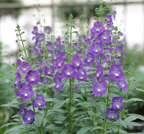 Angelonie 'Adessa Blue' - Angelonia gardneri 'Adessa Blue'
