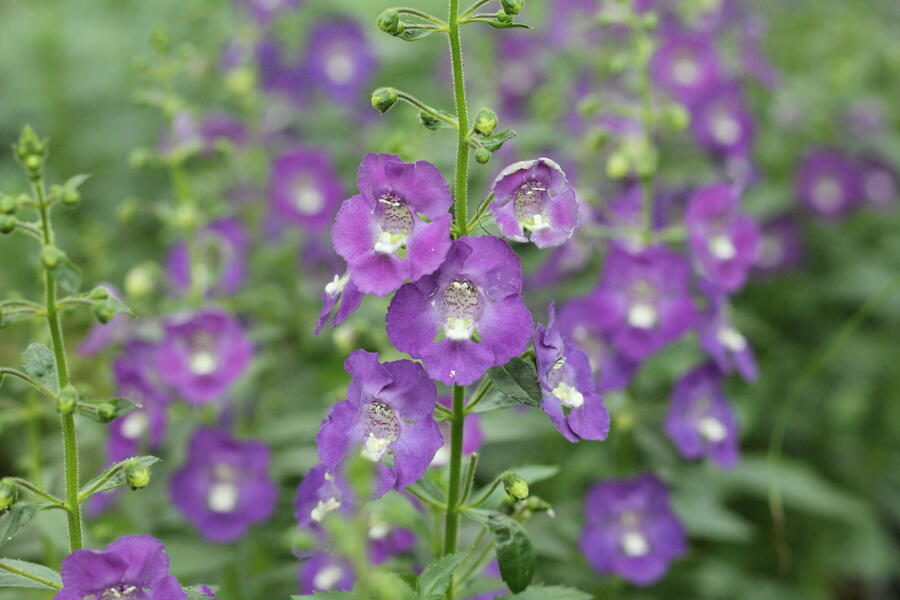 Angelonie 'Adessa Blue' - Angelonia gardneri 'Adessa Blue'
