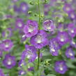 Angelonie 'Adessa Blue' - Angelonia gardneri 'Adessa Blue'