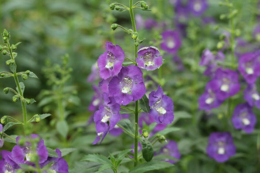 Angelonie 'Adessa Blue' - Angelonia gardneri 'Adessa Blue'