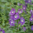 Angelonie 'Adessa Blue' - Angelonia gardneri 'Adessa Blue'
