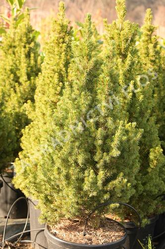 Smrk bílý 'Conica Speedy' - Picea glauca 'Conica Speedy'
