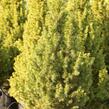 Smrk bílý 'Conica Speedy' - Picea glauca 'Conica Speedy'