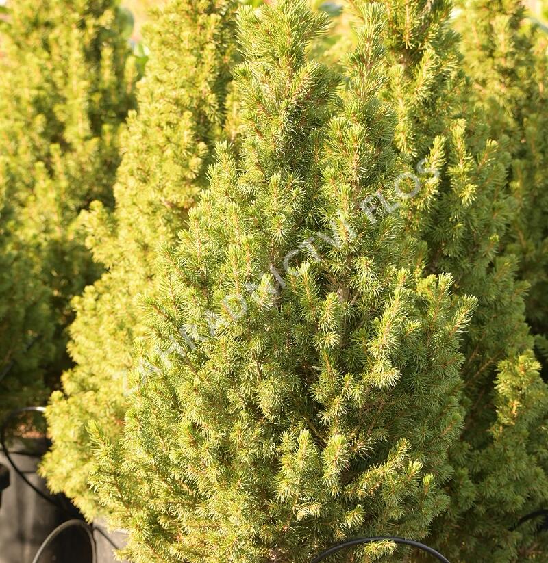 Smrk sivý 'Conica Speedy' - Picea glauca 'Conica Speedy'