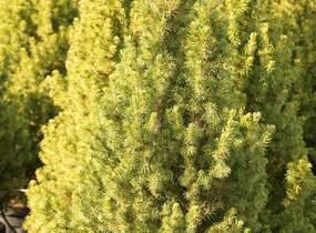 Smrk sivý 'Conica Speedy' - Picea glauca 'Conica Speedy'