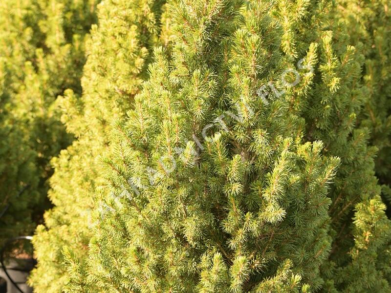 Smrk sivý 'Conica Speedy' - Picea glauca 'Conica Speedy'