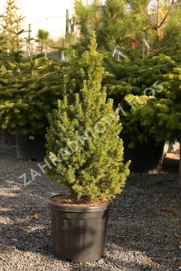 Smrk bílý 'Conica Speedy' - Picea glauca 'Conica Speedy'