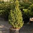 Smrk bílý 'Conica Speedy' - Picea glauca 'Conica Speedy'