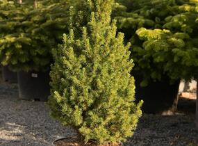 Smrk sivý 'Conica Speedy' - Picea glauca 'Conica Speedy'