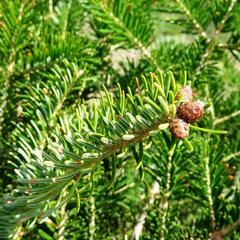 Jedle bělokorá - Abies alba