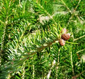 Jedle bělokorá - Abies alba