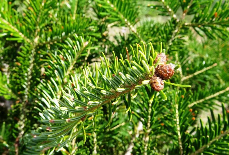 Jedle bělokorá - Abies alba