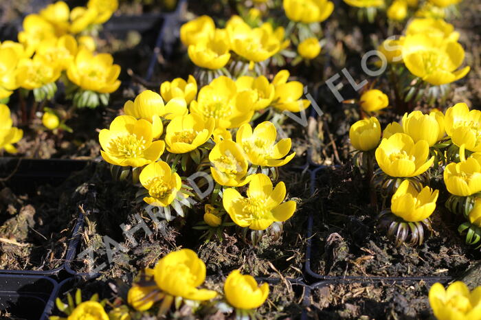 Talovín zimní - Eranthis hyemalis