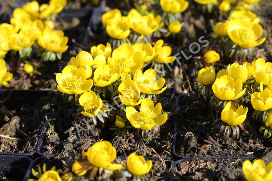 Talovín zimní - Eranthis hyemalis