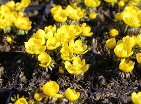 Talovín zimní - Eranthis hyemalis