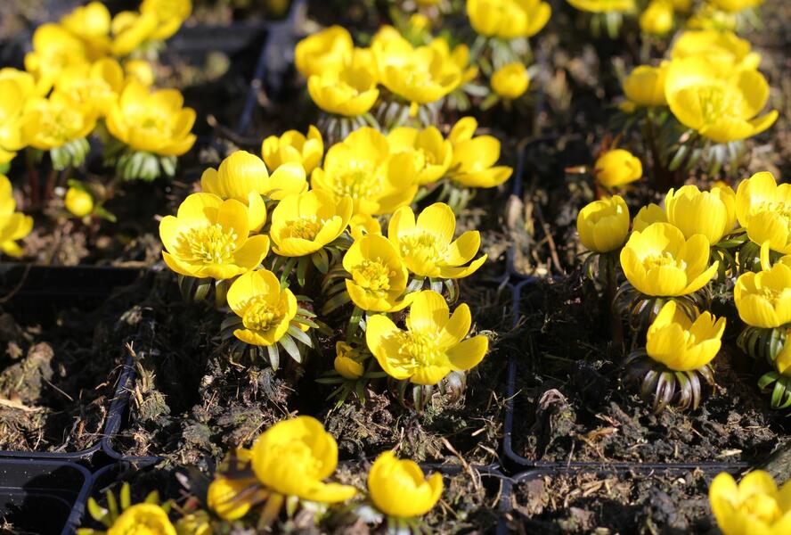 Talovín zimní - Eranthis hyemalis