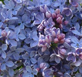 Šeřík obecný 'Firmament' - Syringa vulgaris 'Firmament'