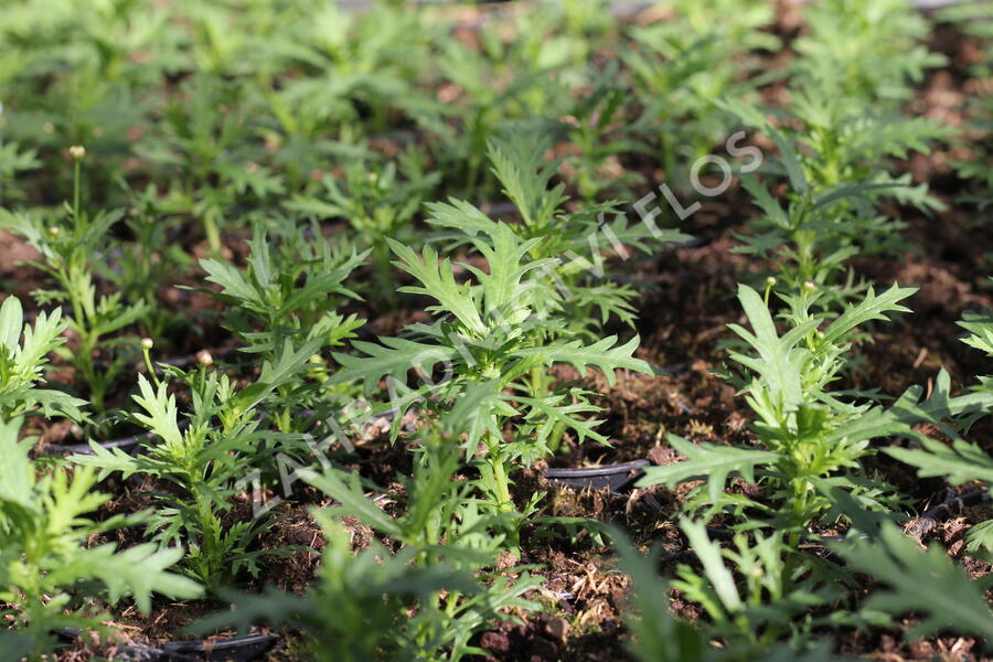 Kopretina pařížská 'Aramis Double White' - Argyranthemum frutescens 'Aramis Double White'