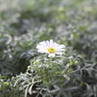 Všelicha, brachykome 'Surdaisy White' - Brachyscome multifida 'Surdaisy White'