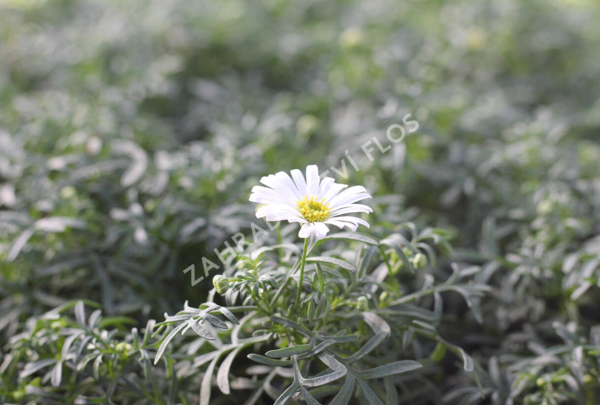 Všelicha, brachykome 'Surdaisy White' - Brachyscome multifida 'Surdaisy White'