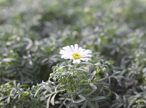 Všelicha, brachykome 'Surdaisy White' - Brachyscome multifida 'Surdaisy White'