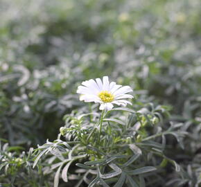 Všelicha, brachykome 'Surdaisy White' - Brachyscome multifida 'Surdaisy White'