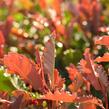 Blýskavka čínská 'Crunchy' - Photinia serratifolia 'Crunchy'