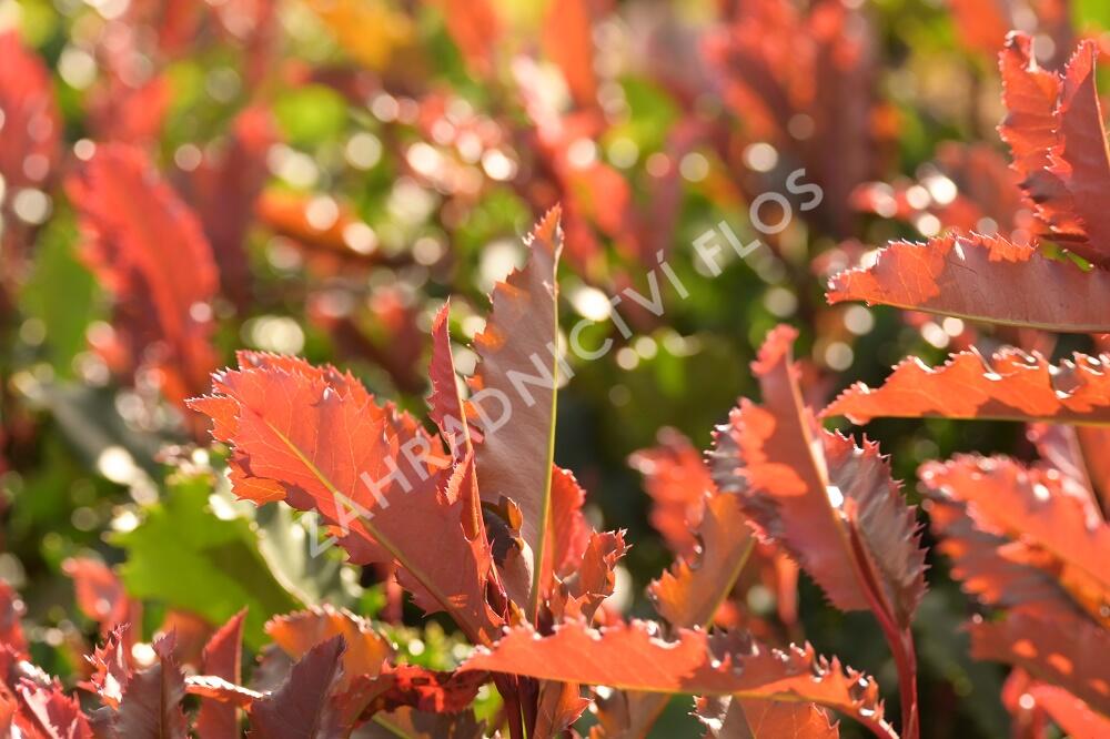 Blýskavka čínská 'Crunchy' - Photinia serratifolia 'Crunchy'
