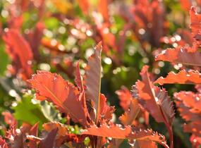 Blýskavka čínská 'Crunchy' - Photinia serratifolia 'Crunchy'