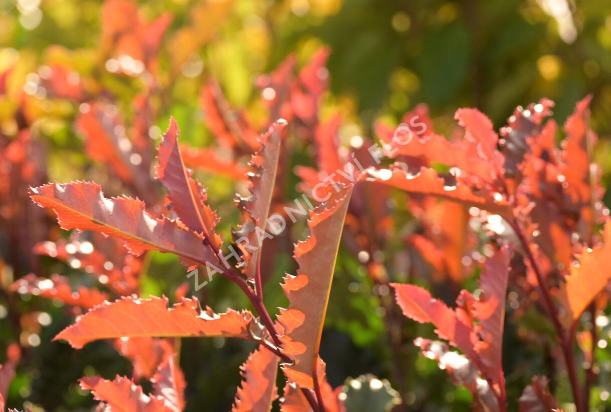 Blýskavka čínská 'Crunchy' - Photinia serratifolia 'Crunchy'