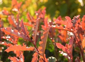 Blýskavka čínská 'Crunchy' - Photinia serratifolia 'Crunchy'