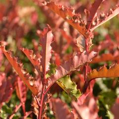 Blýskavka čínská 'Crunchy' - Photinia serratifolia 'Crunchy'