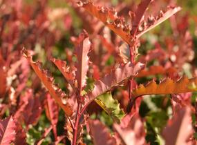 Blýskavka čínská 'Crunchy' - Photinia serratifolia 'Crunchy'