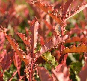 Blýskavka čínská 'Crunchy' - Photinia serratifolia 'Crunchy'