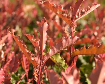 Blýskavka čínská 'Crunchy'