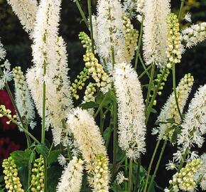 Ploštičník 'Silver Dance' - Cimicifuga japonica 'Silver Dance'