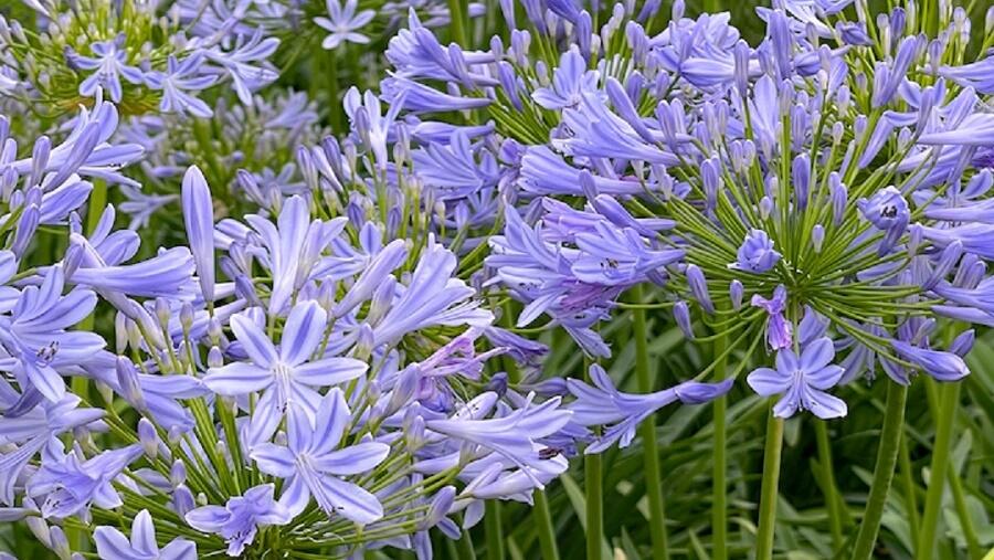 Kalokvět africký - Agapanthus africanus