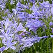 Kalokvět africký - Agapanthus africanus
