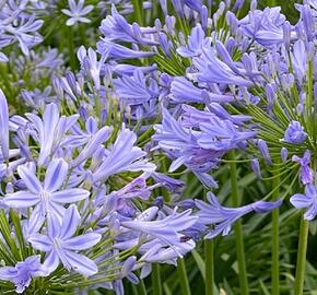 Kalokvět africký - Agapanthus africanus