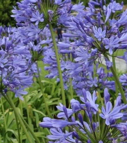 Kalokvět africký 'Blue Globe' - Agapanthus africanus 'Blue Globe'