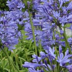 Kalokvět 'Blue Globe' - Agapanthus africanus 'Blue Globe'