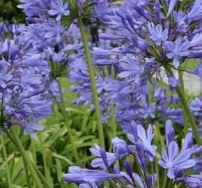 Kalokvět africký 'Blue Globe' - Agapanthus africanus 'Blue Globe'