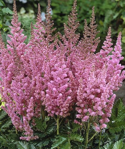 Čechrava čínská 'Vision in Pink' - Astilbe chinensis 'Vision in Pink'