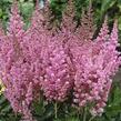 Čechrava čínská 'Vision in Pink' - Astilbe chinensis 'Vision in Pink'