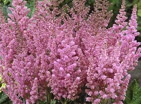 Čechrava čínská 'Vision in Pink' - Astilbe chinensis 'Vision in Pink'